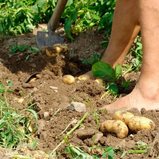 Biologische Produkte direkt vom Bauernhof