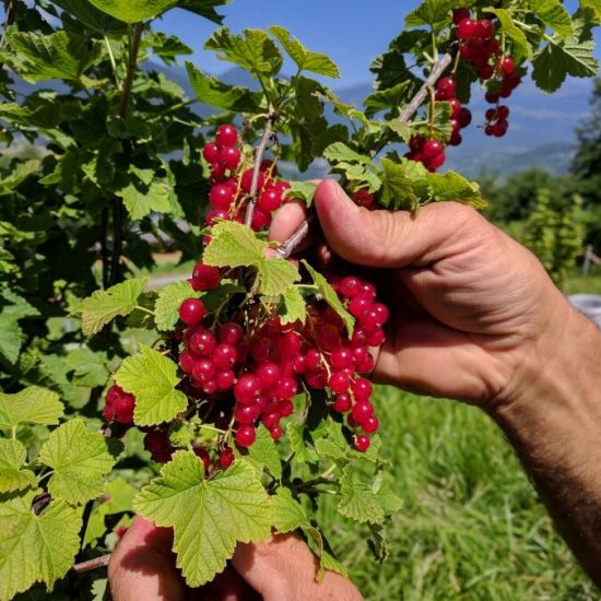 Fattoria biologica nel mezzo della Valle Isarco