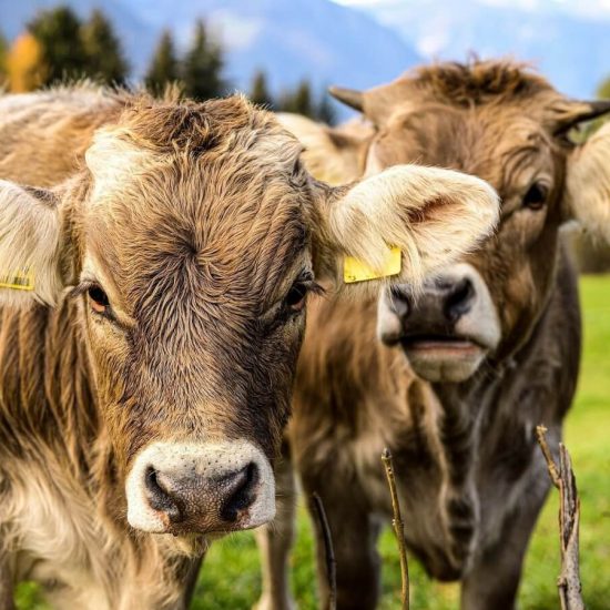 Familienurlaub Südtirol 