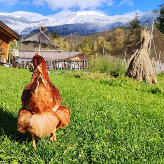 family vacation on the farm