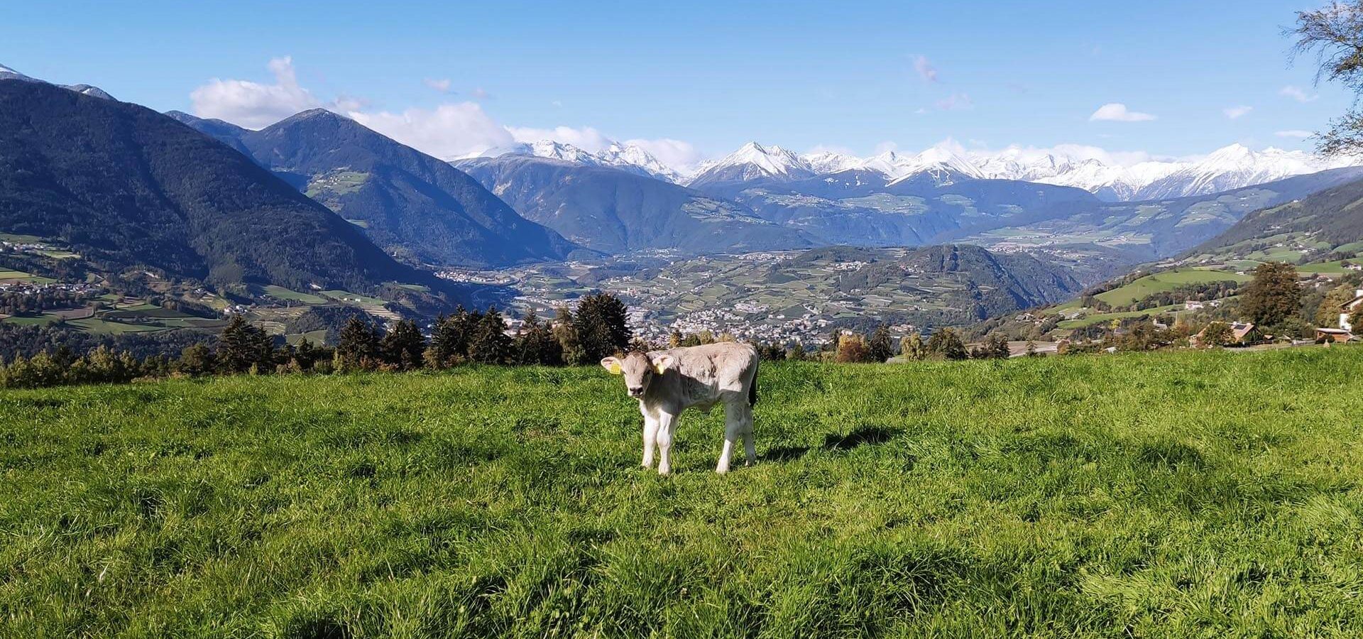 Familienurlaub am Bauernhof