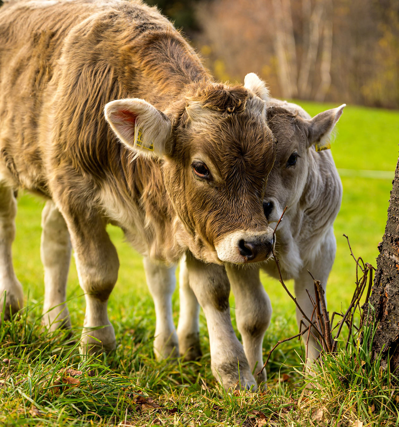 Gli animali fanno parte dell’agriturismo